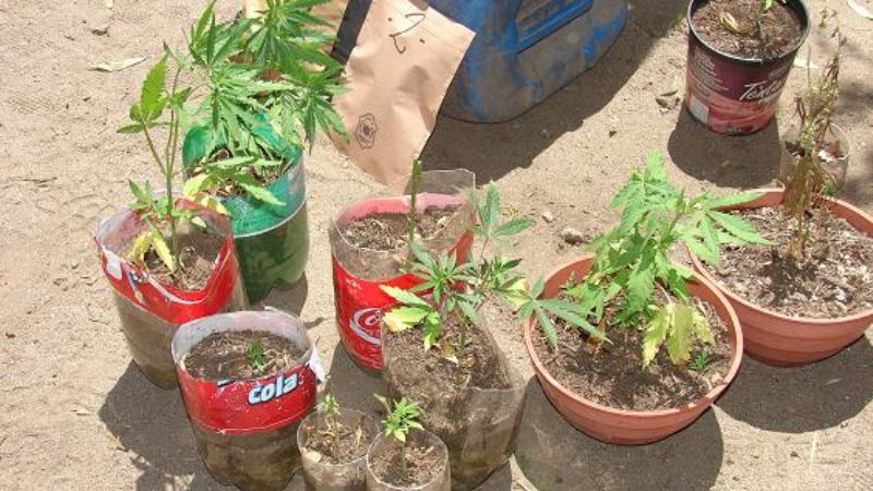 Encuentran más marihuana plantada a la vera del Río El Tala