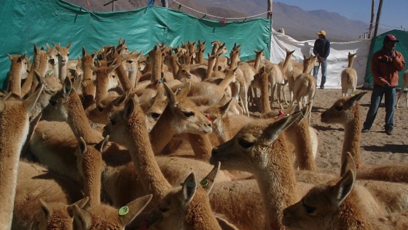 Borrador para Boletín digital EEA Catamarca