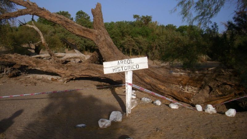 Fuerte viento derribó árbol de 400 años en Fiambalá