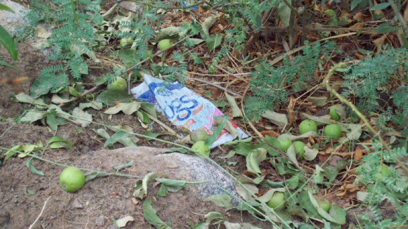 Fuerte viento derribó árbol de 400 años en Fiambalá