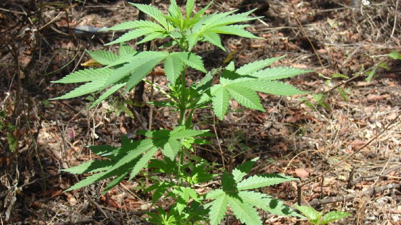Ahora encuentran 15 plantas de marihuana a la vera del Río El Tala