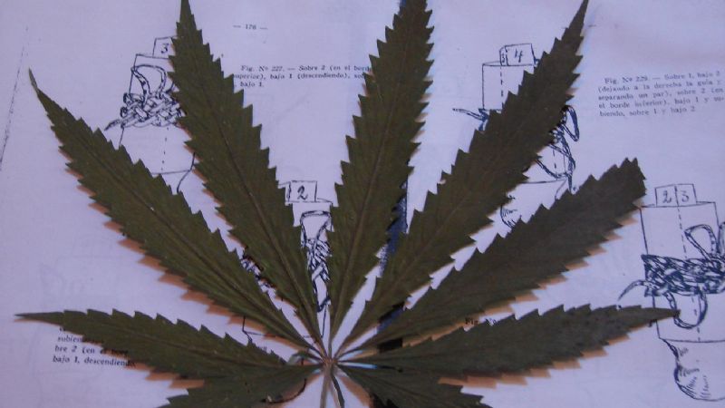 Ahora encuentran 15 plantas de marihuana a la vera del Río El Tala