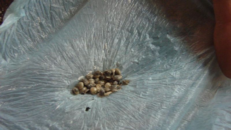 Ahora encuentran 15 plantas de marihuana a la vera del Río El Tala