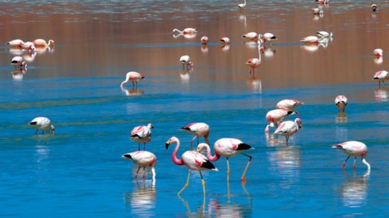 Lagunas con Flamencos Rosados, Volcanes, Salares, Campos de Lava Únicos en el Mundo !!!