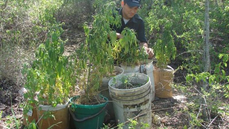 Encuentran más marihuana a la vera del Rio El Tala