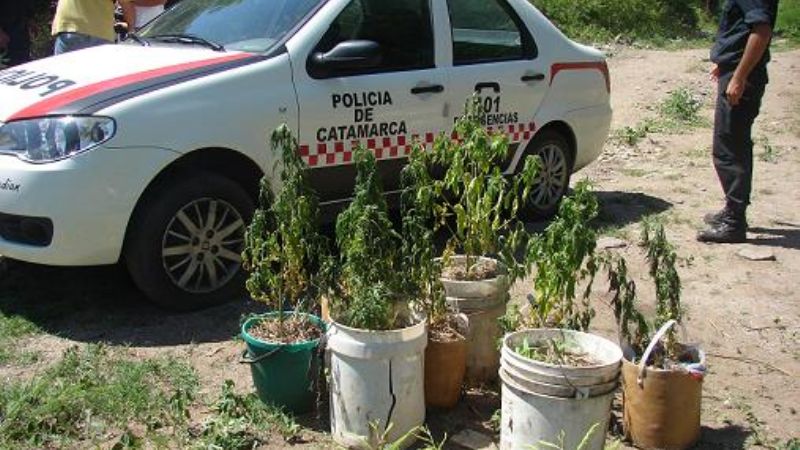 Encuentran más marihuana a la vera del Rio El Tala