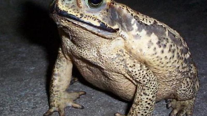  Sapo engualichado en oficina pública