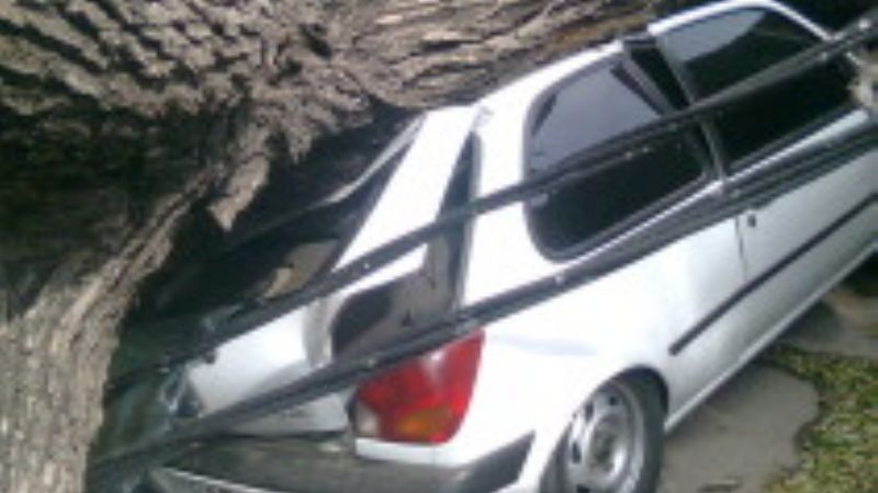 La caída de un árbol destruyó completamente un auto  