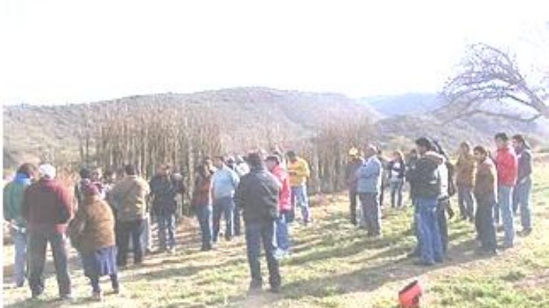 Pretenden aumentar la producción de nuez a 50 mil kilos