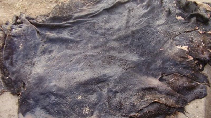 Allanamientos y detenidos por robo de ganado