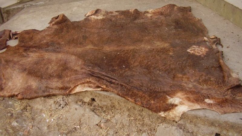 Allanamientos y detenidos por robo de ganado