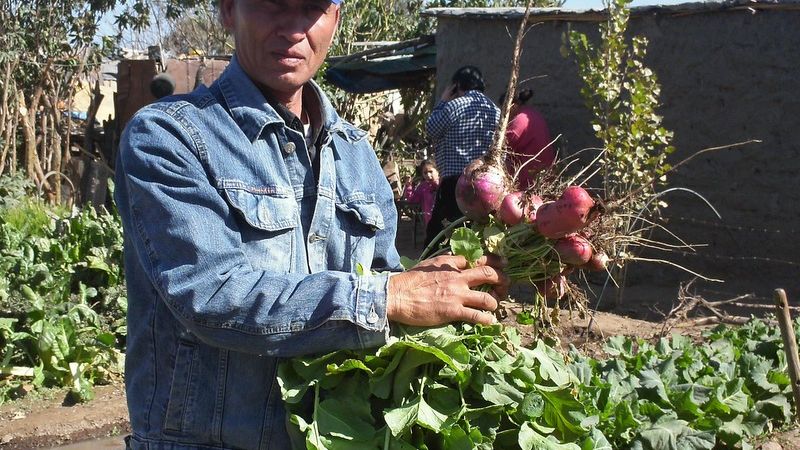 Un recorrido por la historia del Programa Pro-Huerta