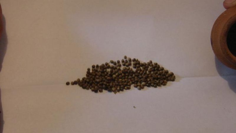 Tenían marihuana plantada en la casa