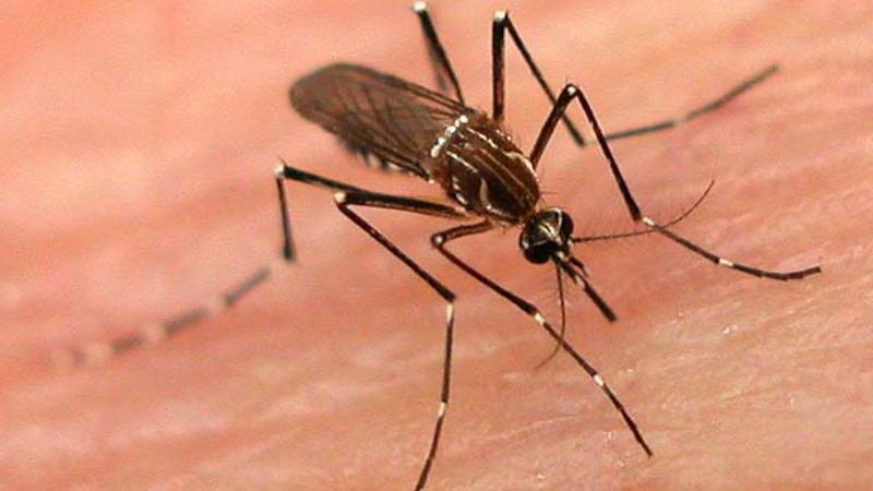 Extreman las medidas contra el Dengue y de paso para combatir a los alacranes  