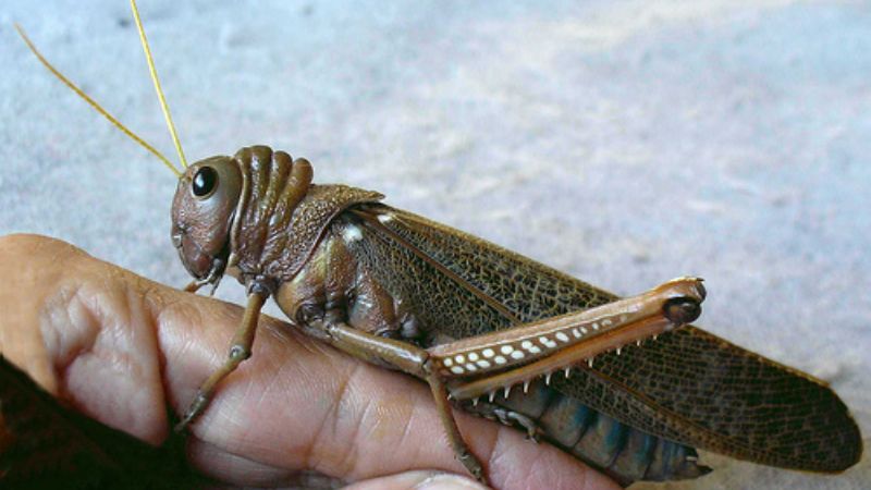 Malestar con langostas rapaces 