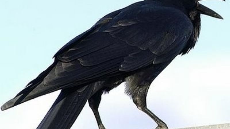 Aves de pico encorvado y proxenetas del derecho