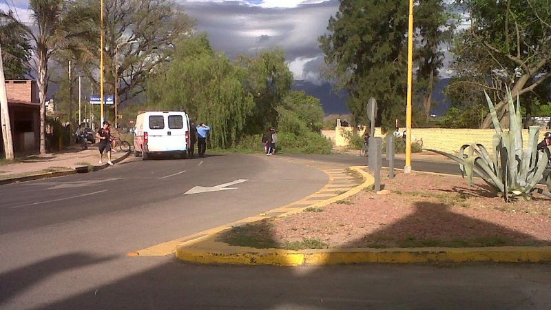 Cayó gran árbol en la avenida Presidente Castillo