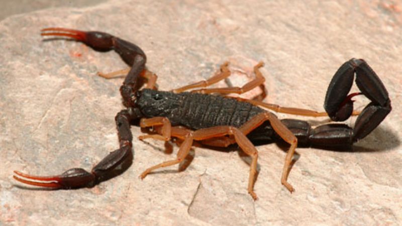 Recolección de alacranes para fabricación de suero 