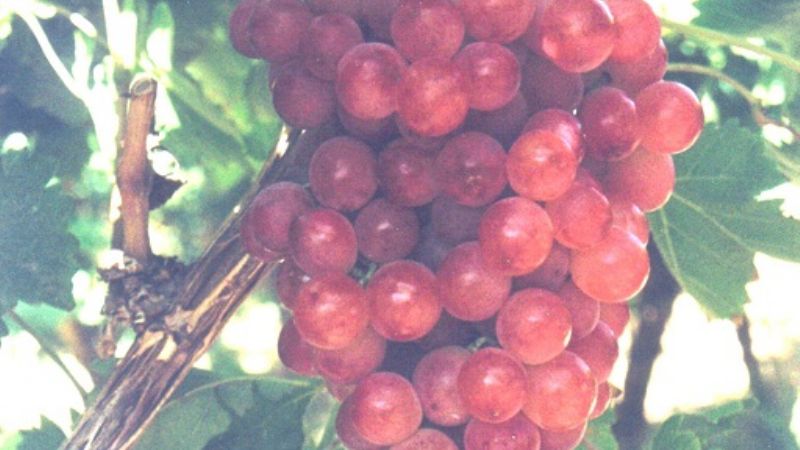 Jornada de vitivinicultura 