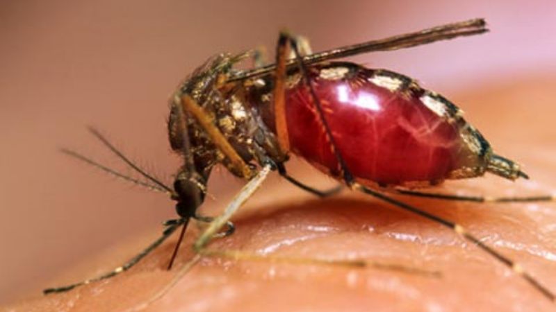 Salta y Córdoba, con más casos de dengue en el país