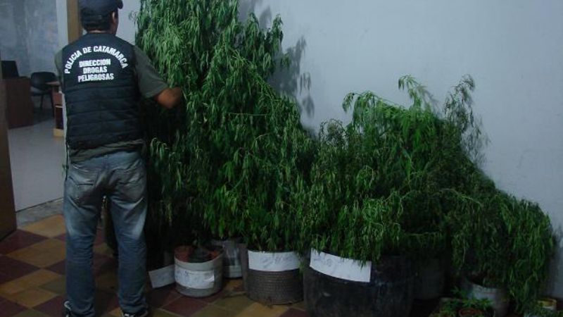 Secuestran 89 plantas de marihuana