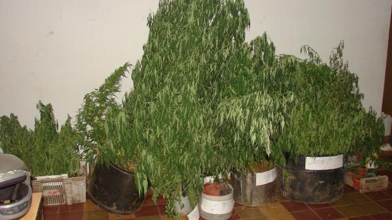 Secuestran 89 plantas de marihuana