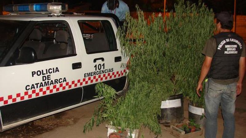 Secuestran 89 plantas de marihuana