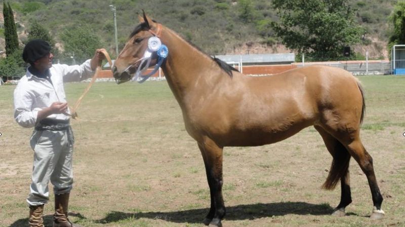Culminó con gran éxito la Fiesta de Jinetes, Caballos y Aperos
