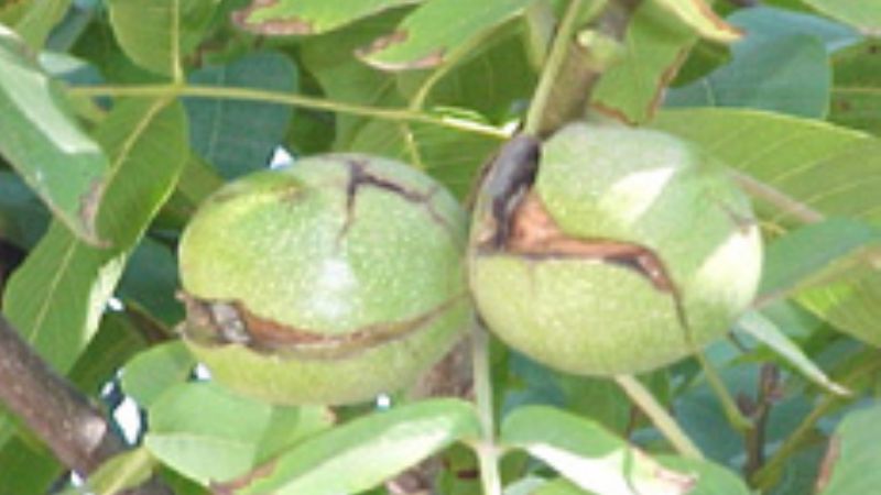 Jornadas de Actualización Técnica en Nogalicultura 