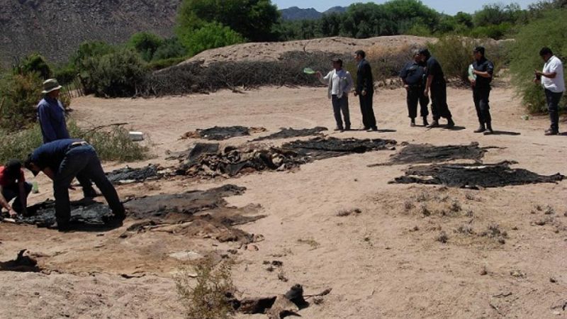 Secuestran cueros de animales vacunos