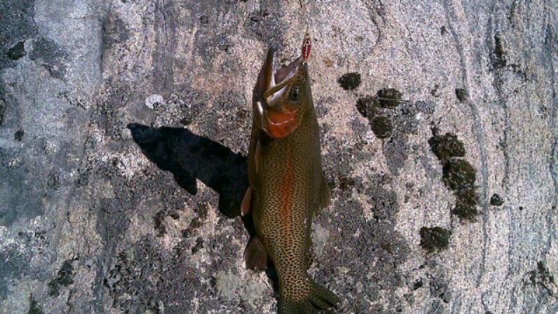 Primer Festival de la Vizcacha y de la Trucha en Las Juntas