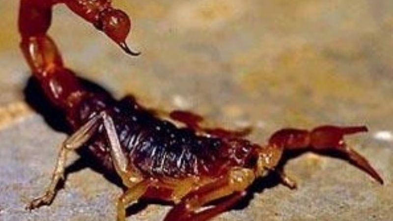 Cómo prevenir y qué hacer si te pica un alacrán