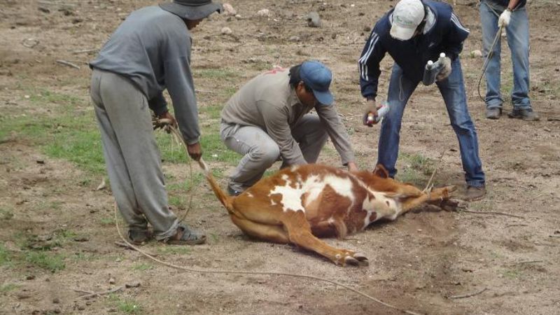 Vacunación de ganado menor