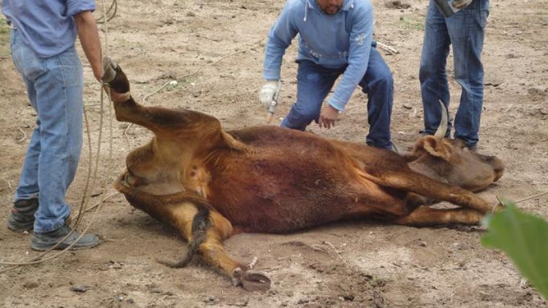 Vacunación de ganado menor