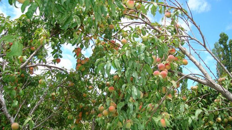 La Pachamama fue generosa en Los Valles Calchaquíes