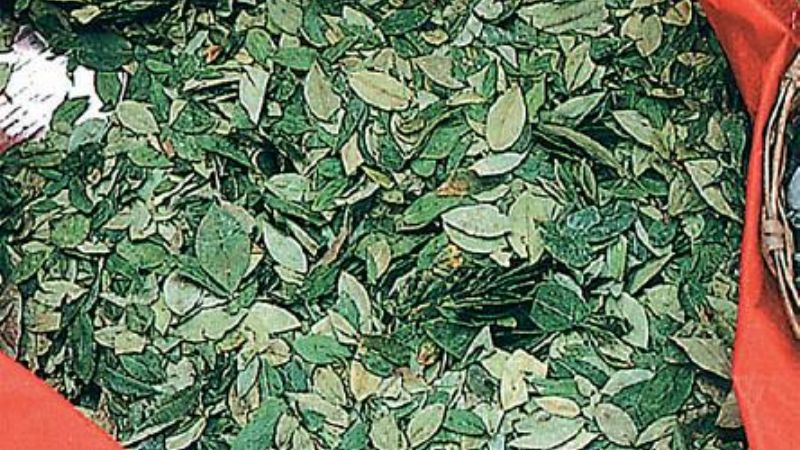 Diputado salteño se opone a la prohibición de masticar hojas de coca