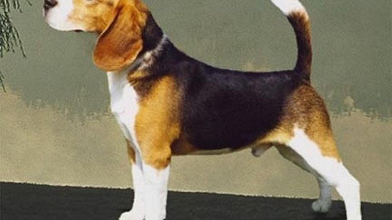 Gratificare devolución de dos perros 