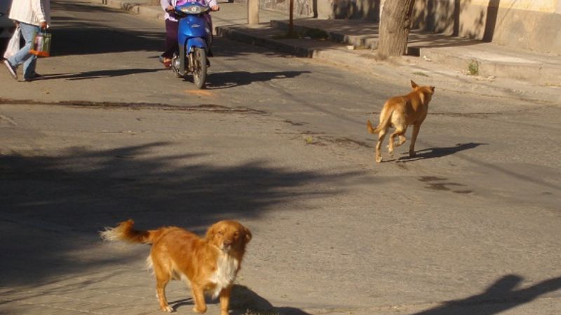 Los perros de la calle, un gran problema a resolver