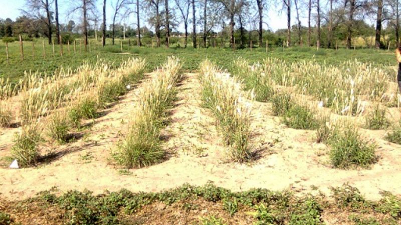 Buscan registrar especie forrajera trabajada en el INTA Catamarca y La Rioja