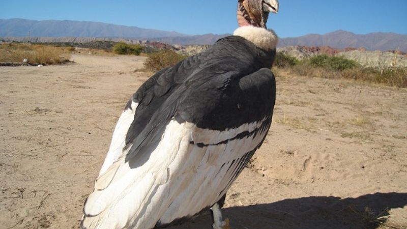Encuentran un cóndor