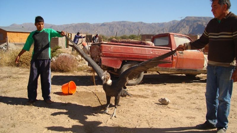 Encuentran un cóndor