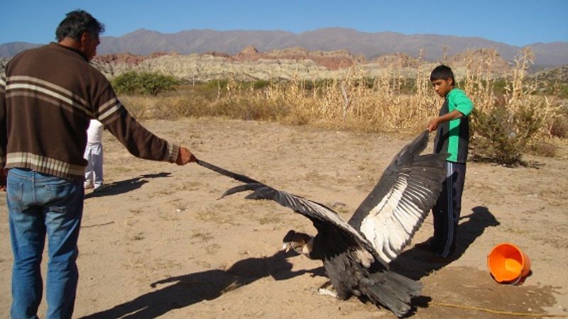 El cóndor sigue bajo la custodia de la persona que lo encontró