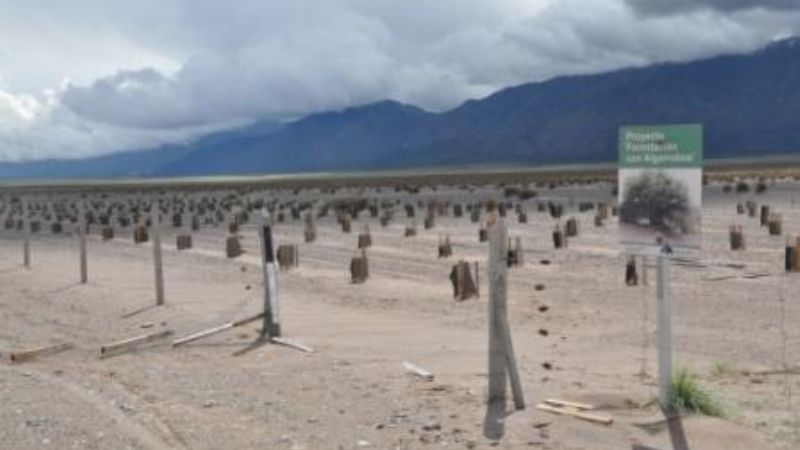 Alumbrera ejecuta reforestación de algarrobos en Campo del Arenal