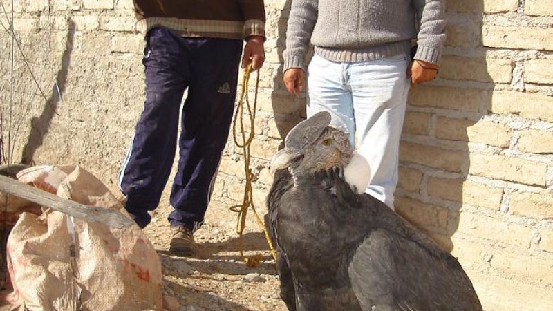 El traslado del Cóndor: un papelón