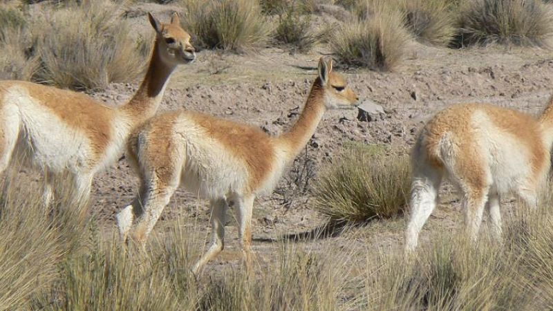 El Día Mundial del Medio Ambiente
