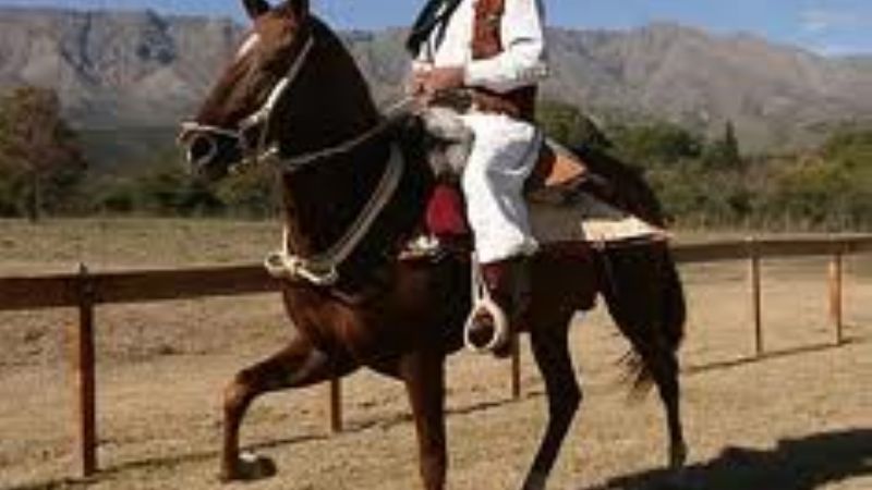 Se prepara un concurso de caballos peruanos a nivel interprovincial 