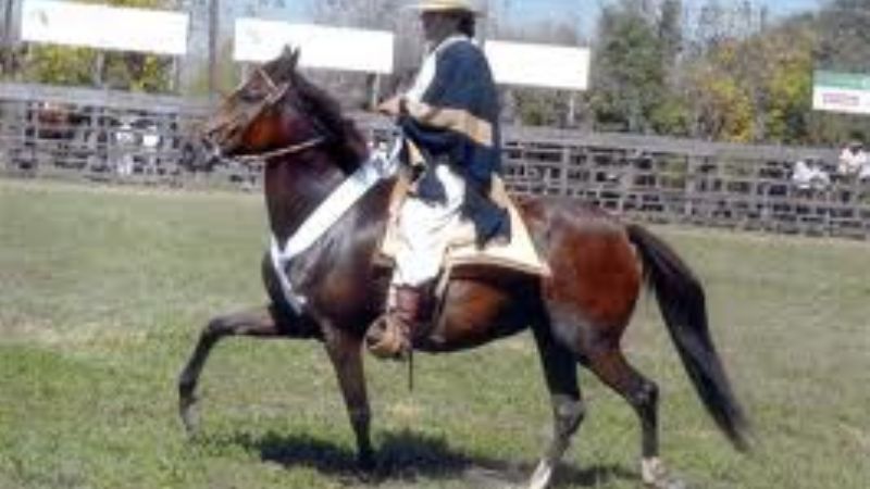 Se prepara un concurso de caballos peruanos a nivel interprovincial 