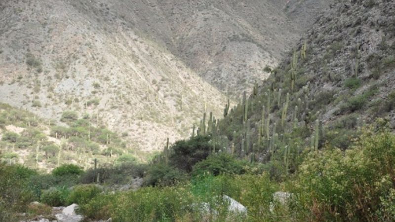 A pesar de todo lo que se dijo, “ni un pollo se me ha muerto”