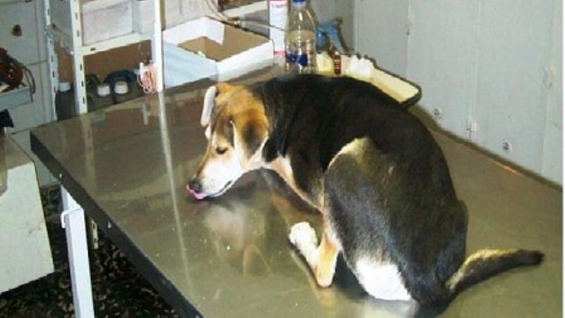 Campaña de esterilización de perros en la Capital