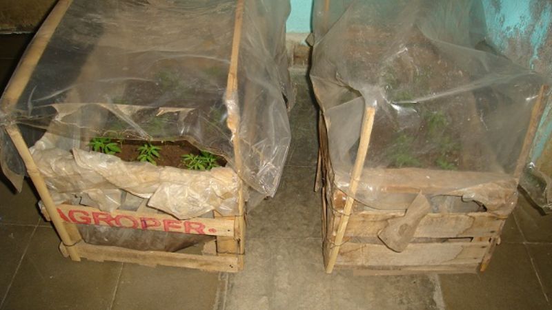 El Grupo Antidroga de Santa María secuestró 29 plantines de marihuana